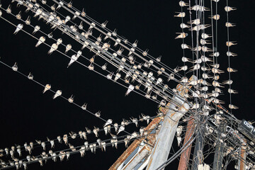 A chaotic web of power lines packed with resting birds under the night sky, forming a surreal pattern of feathers and wires above the quiet street.