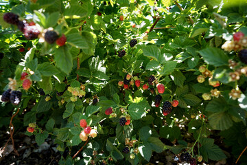 ブラックベリー、フルーツ狩りを楽しむ