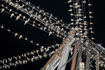 A chaotic web of power lines packed with resting birds under the night sky, forming a surreal pattern of feathers and wires above the quiet street.