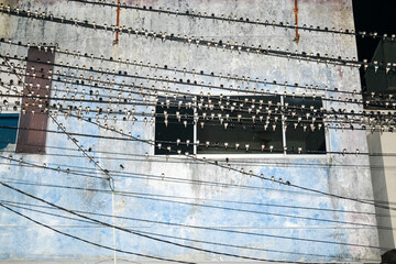 Hundreds of birds perch in dense rows along power lines in front of a weathered blue wall, turning the urban facade into an accidental aviary.