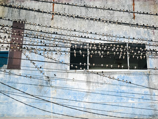 Hundreds of birds perch in dense rows along power lines in front of a weathered blue wall, turning the urban facade into an accidental aviary.