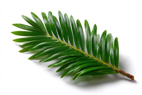 A closeup of a vibrant green zamia furfuracea leaf against a white backdrop