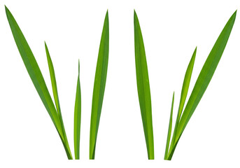 Obraz premium Isolated Grass Transparent Background Green Plants Summer Lawn Field