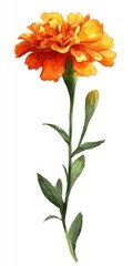 Vibrant Orange Marigold Flower Watercolor Painting