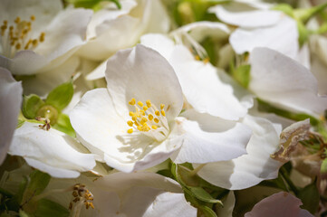 Stunning close-up of fragrant white jasmine flowers in full bloom. Delicate petals and yellow...