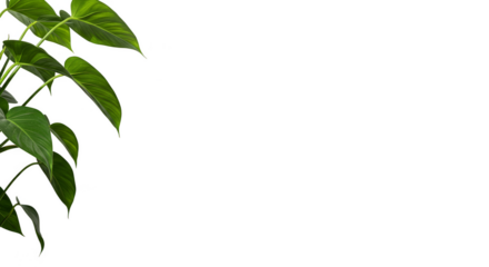 Isolated Green Leaves Foliage Transparent Background Natural Element