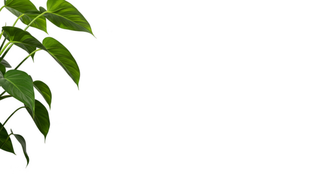 Isolated Green Leaves Foliage Transparent Background Natural Element