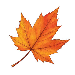 Fototapeta premium Watercolor Maple Leaf Illustration Autumnal Fall Foliage Orange Yellow