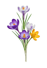 Naklejka premium Watercolor Crocus Bouquet Spring Floral on Transparent Background