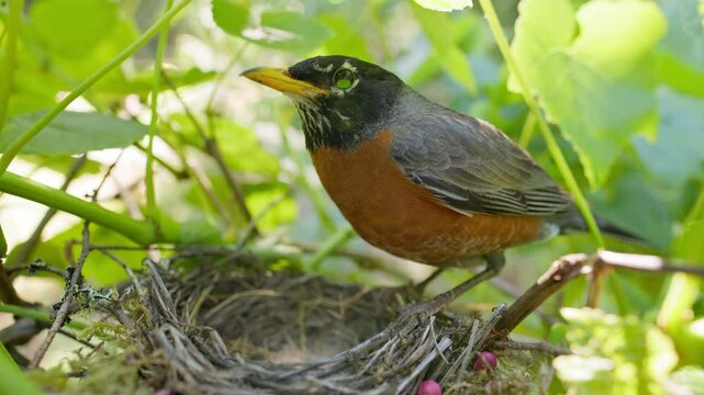 Wide macro close up of a vibrant American Robin (Turdus Migratorius) watching over its chicks while perched over its nest in a lush Grapevine then flying away to get more food.
