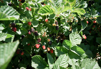 ブラックベリー、フルーツ狩りを楽しむ