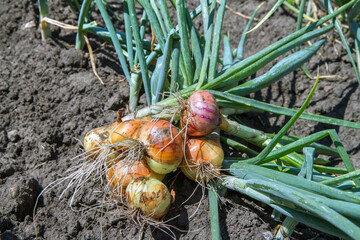 Freshly dug natural onions in the vegetable garden. Growing organic vegetables in the backyard.