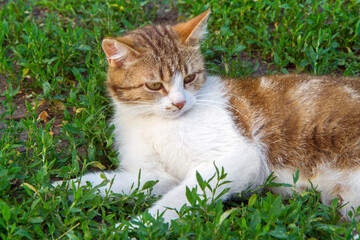 The cat lies in the shade on the grass. Portrait of an adult resting cat.