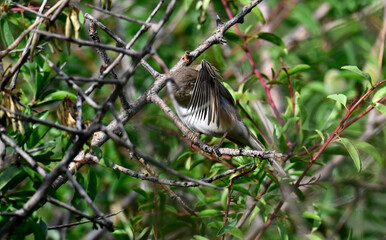 weibliche Dorngrasmücke (Curruca communis) bei der Gefiederpflege // female Common whitethroat 