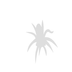 Spider siluet illustration