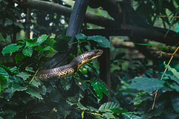 King Cobra (Ophiophagus hannah) in lush safari foliage, dramatic close-up.