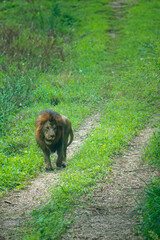Majestic African lion (Panthera leo) walking on a safari path, lush green vegetation.