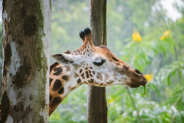 Giraffe eating leaves in a safari setting, close-up profile view between trees.