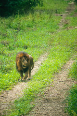 Majestic African lion (Panthera leo) walking on a grassy path in a safari setting.