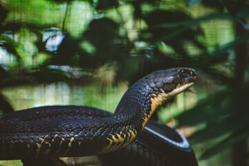 King Cobra (Ophiophagus hannah) in a lush safari environment, dramatic close-up composition.
