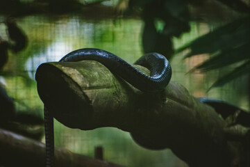 Black snake coiled on bamboo, safari wildlife setting. Dark, moody composition.