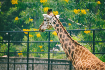 Giraffa camelopardalis, rear view, browsing vegetation in a safari enclosure. Lush green foliage...