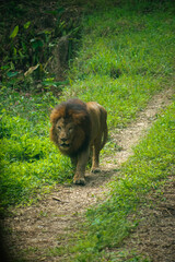 Majestic African lion, *Panthera leo*, walking on a safari path amidst lush green vegetation.