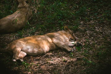 African lioness resting in dappled sunlight on the forest floor during a safari.