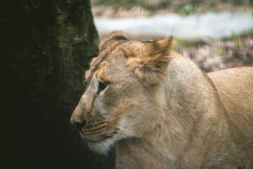 Young lioness in a safari setting, close-up profile view showcasing her fur texture and intense...