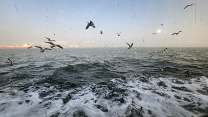 Seagulls flying above the ocean with waves created by a ship
