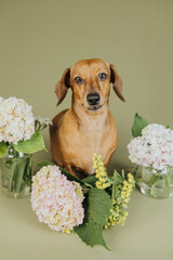 Dachshund dog with hydrangea  bouquets on green background, ideal for pet banner