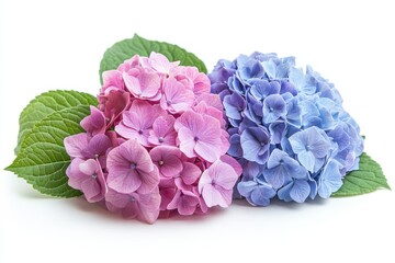 Obraz premium Two Hydrangea blooms pink and blue side by side against a white background with in white background. Generative Ai
