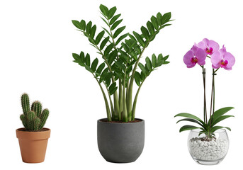 Isolated Potted ZZ Plant Orchid Cactus Transparent Background 3D Render