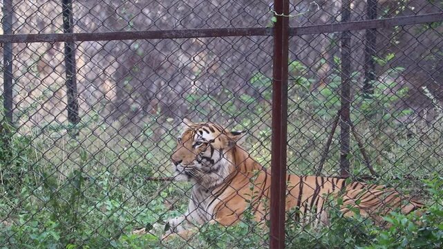 Captive Indian Tiger Paces Restlessly Inside High‑Security Zoo Cage.