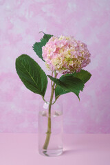 Single pink hydrangea in vase on pastel background – ideal for romantic minimal use