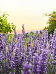 Obraz premium Lupins