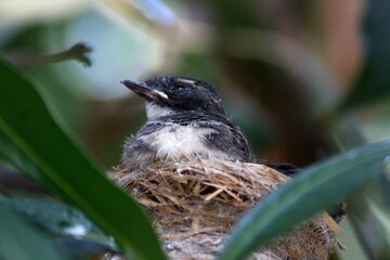 Close-up of baby bird resting in nest surrounded by green leaves in natural habitat