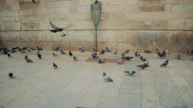 A flock of pigeons gathers and flies near a weathered stone wall in an urban square, with an old plaque and traces of grime adding to the gritty, historic city atmosphere.