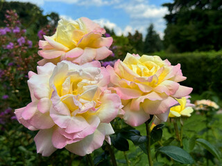 Roses yellow pink blooms in garden.