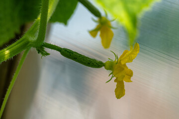 A tiny cucumber with a bright yellow flower blooms in the sunlight, ready for harvest.