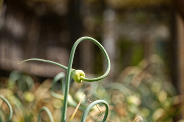 A unique perspective of a garlic scape's spiral shape, showcasing its fresh green color and growth.