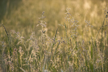 Sun-kissed meadow scene featuring tall grass and delicate wildflowers under soft sunlight.