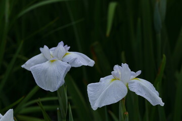 凛として優雅に咲く