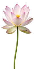 pink lotus flower on white

