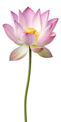 Fototapeta premium pink lotus flower on white