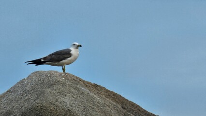 고요한 바다 하늘 아래 홀로 선 갈매기