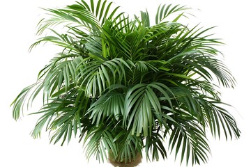 Lush areca palm plant with vibrant green leaves isolated on white background