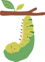 Life Cycle of Butterfly 4

