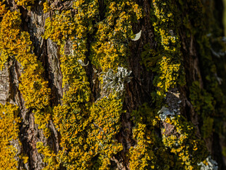  Yellow Green Moss On Trees
