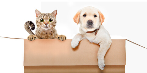 Funny labrador puppy and scottish straight cat sitting in cardboard box isolated on white background